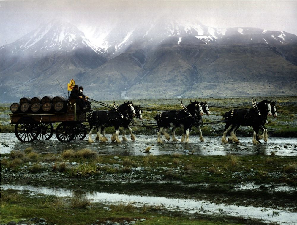 Pirongia Clydesdale team